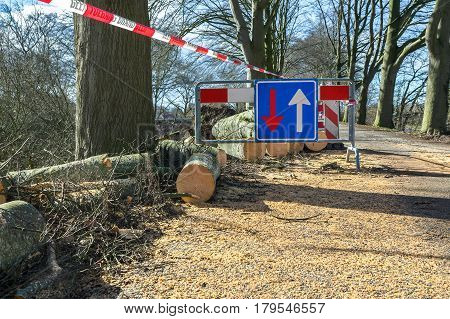 Traffic problems traffic signs storm damage fallen beech tree