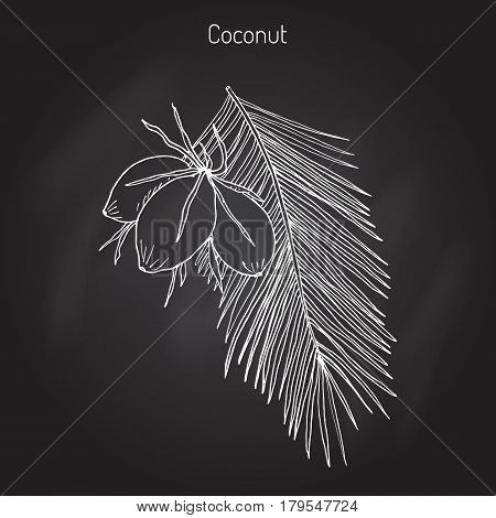 Coconut Cocos nucifera . Hand drawn botanical vector illustration
