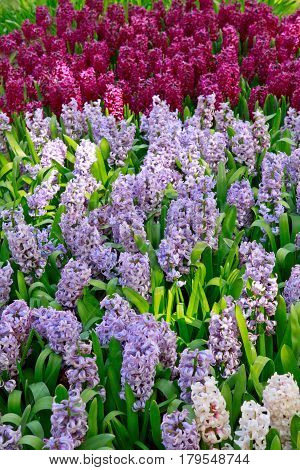 Red and blue hyacinth flowers blossom in spring garden.