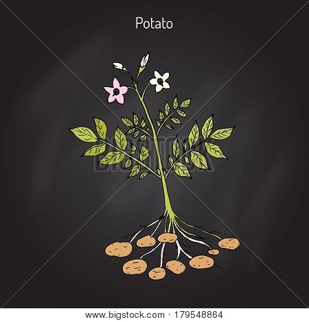 Potato plant Solanum tuberosum . Hand drawn botanical vector illustration