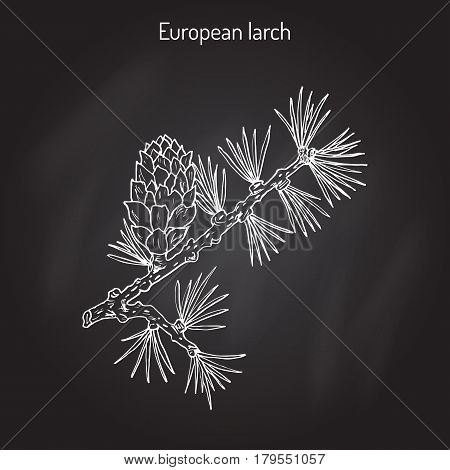 Larch Larix decidua branch with cone. Hand drawn botanical vector illustration