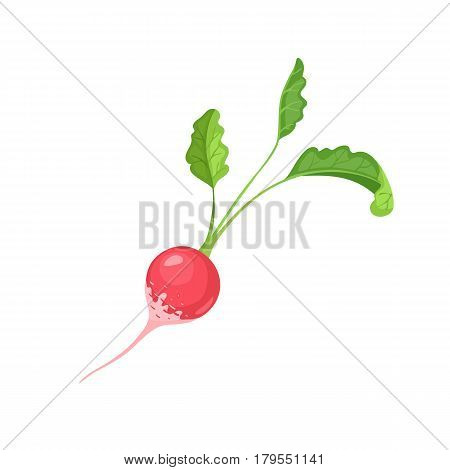 Pink radish icon isolated on white background.