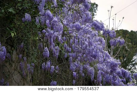 Wisteria cascade in an open park in a spring day