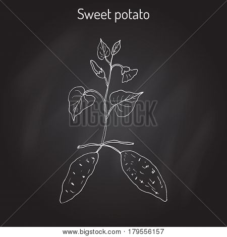 Sweet Potato ipomoea batatas . Hand drawn botanical vector illustration