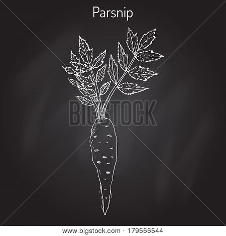 Parsnip pastinaca sativa , root vegetable, hand drawn vector botanical illustration