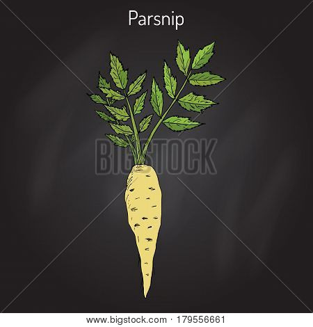 Parsnip pastinaca sativa , root vegetable, hand drawn vector botanical illustration