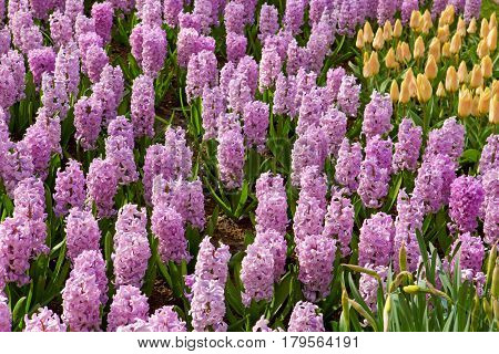 Yellow tulips and pink hyacinth flowers blossom in spring garden.