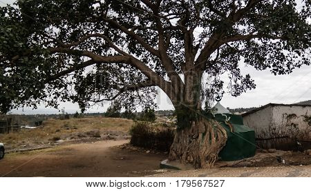 Harar tree mosque in Jugol old city Harar Ethiopia