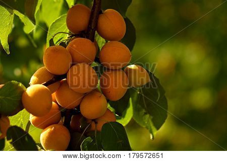 Apricot tree during fruiting, season of ripening