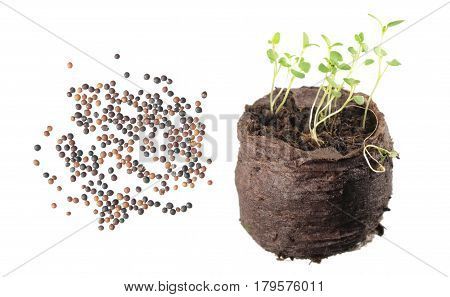 Seeds and seedling of thyme (Thymus serpyllum) isolated on white background