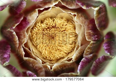 Abstract detail of the flowering houseleek - macro