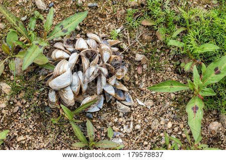 Detail of the shells of freshwater mussels