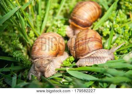 three snails are crawling in the green grass.