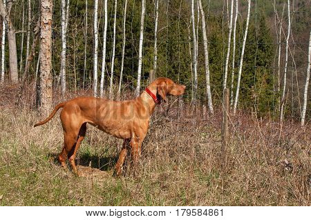 Hungarian hound hunting. Hunting dog Viszla. A spring day