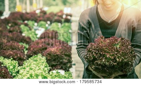 Woman hand catches salad. lettuce garden. Fresh from the garden. Red Lettuce Isolated