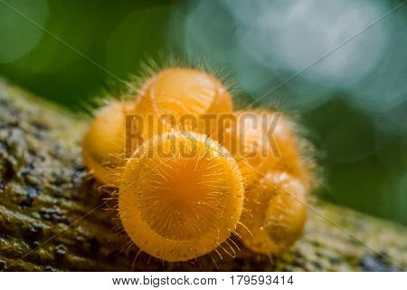 Hairy fungi in tropical forest in Thailand.
