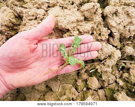 Farmer Check Quality Of Flower Rapeseed In Spring Field. Leaves, Stalk And Roots Of Young Rapeseed (