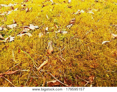 Forest Carpet. Old Leaves On Dry Moss In Forest. Dry Dusty Moss, Dry Pine Needles