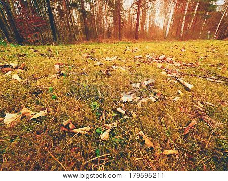 Forest Carpet. Old Leaves On Dry Moss In Forest. Dry Dusty Moss, Dry Pine Needles