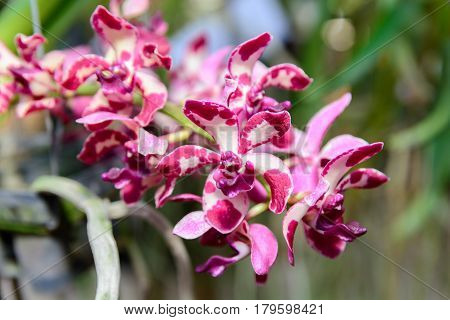 Rhynchostylis Gigantea Orchid