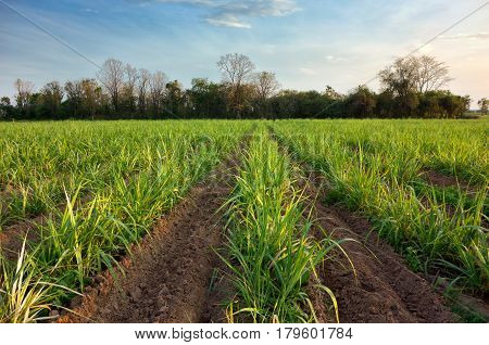 Sugarcane Plant, Field With Spring Sky Landscape.