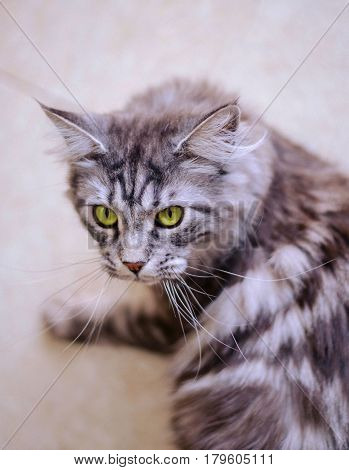 Maine Coon. The largest cat. Portrait of grey big cat main coon at home. Close up of handsome adult maine coon on blur background.