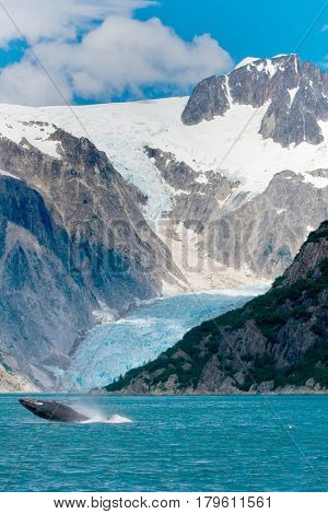 Humpback Whale Jumping Out Of Water In Front Of Glacier In Alaska