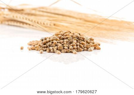 Wheat Grain On White