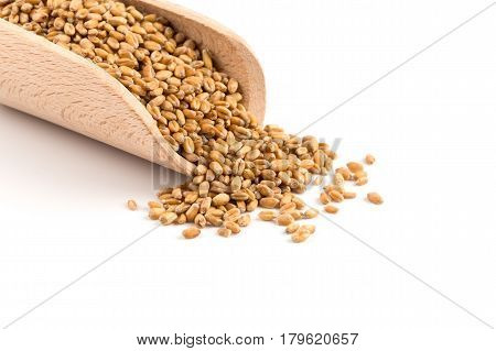 Wheat Grain In Scoop