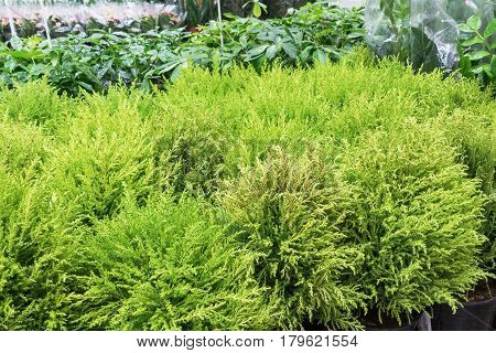 This images about Young Cupressus macrocarpa in a plant pot