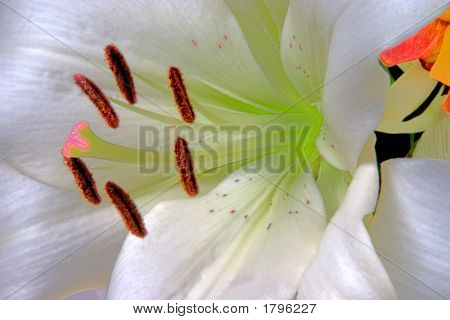 Close-Up Liliy