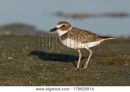 A Wilson's Plover, Charadrius wilsonia walking on a mudflat in Florida
