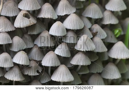 Mushrooms (Coprinus disseminatus) on a stump in a green moss
