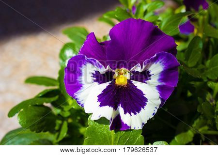 The first spring pansy in the sunshine