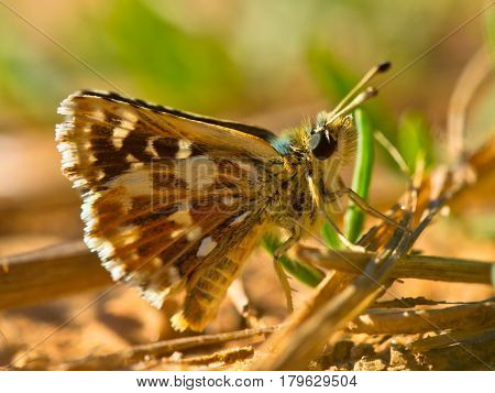 Red Underwing Skipper
