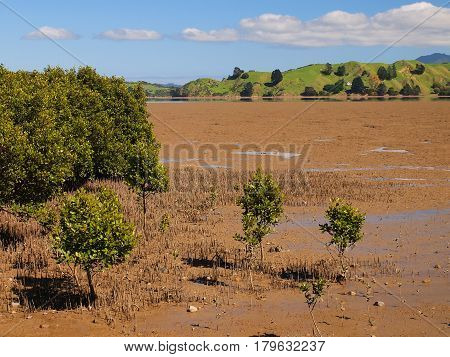 Mangroves In Estuary New Zealand