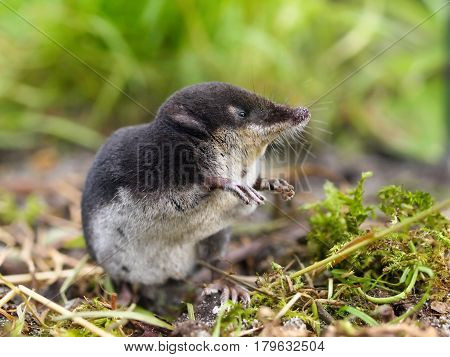 European Water Shrew In Natural Habitat