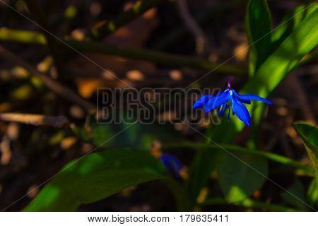 Dewy first spring scilla in the sunshine