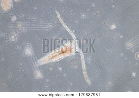 Copepod are a group of small crustaceans found in the sea and nearly every freshwater habitat.