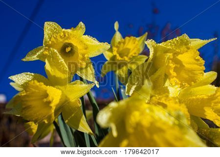 Dewy first spring narcissi in the sunshine