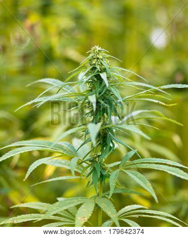 Hemp Buds Field