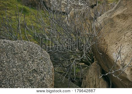 A Dried dead tree in mountains a mountain valley Gobustan Azerbaijan.Large boulders that have broken off of a high cliff and slid down a hillside.