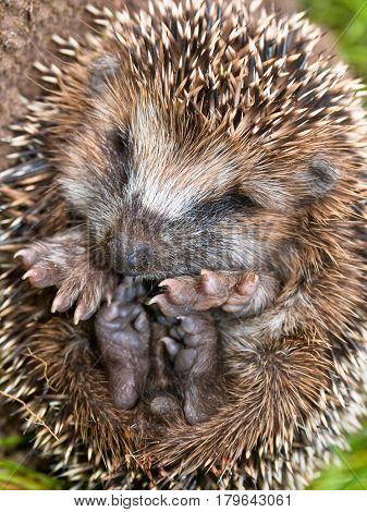 Hedgehog Baby Close Up