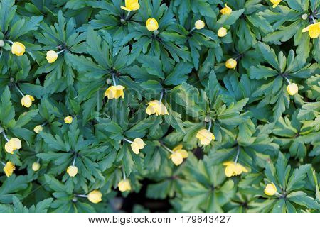 Flowers of a yellow anemone (Anemone ranunculoides)