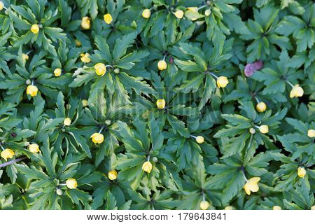 Flowers of a yellow anemone (Anemone ranunculoides)