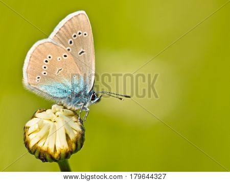 Mazarine Blue Butterfly