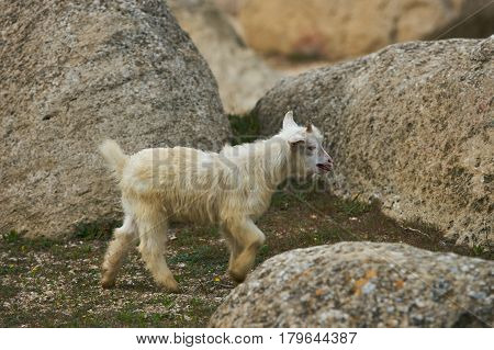 Cute Young Little white goatling with horns bleating and climbing on the rock.