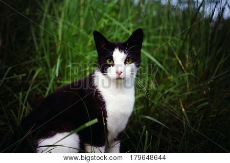 Cat Black And White Color On The Grass