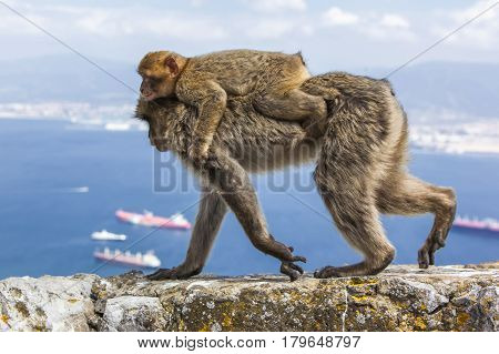 Monkey drags on the back monkey baby