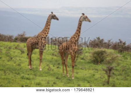 Two giraffe in the green field in blurred for background